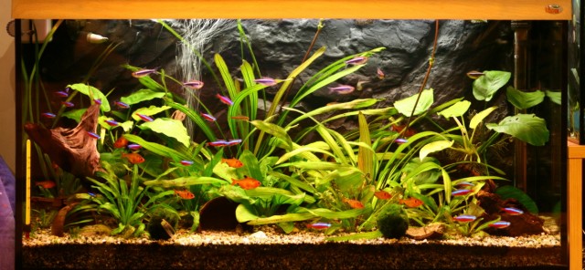 Akvárium7.JPG
